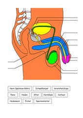 Weibliche geschlechtsorgane dienen der fortpflanzung und dem lustempfinden. Mannliche Und Weibliche Geschlechtsorgane 4teachers De