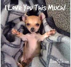 I Can See My Pup Doing This Chihuahua Puppies Baby Animals Funny Cute Funny Animals