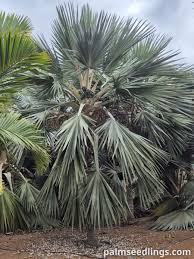 Image result for Latania loddigesii