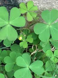 Do you think these pictures and description will help you to identify it easily? Is Oxalis Corniculata Edible