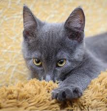 Is your pet kitty as graceful and majestic as an aristocat? Disney Cat Names Ideas Inspiration And Magical Movie Favorites