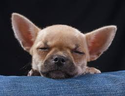 The chihuahua is a popular breed and often misunderstood or misrepresented in the media. Chihuahua Charakter Was Ist Typisch Fur Das Chihuahua Wesen Chihuahuaseite De