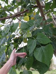 Image result for Bersama lucens