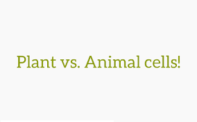 Are cheek cells produced by plants or animals. Animal Cells Vs Plant Cells By On Prezi Next