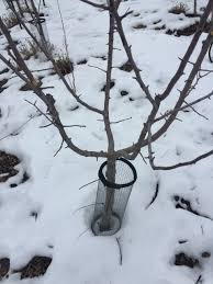 Image result for pruning plum trees