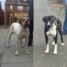 The bully kutta is a giant, but it's far from gentle. Pure Bully Kutta Puppies Birmingham West Midlands Pets4homes