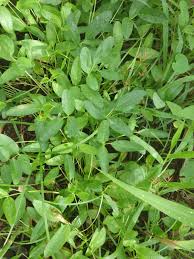 Image result for Vigna subterranea