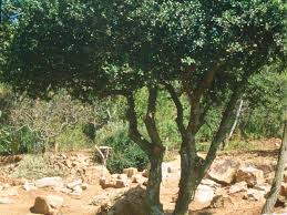 Image result for Dovyalis hispidula