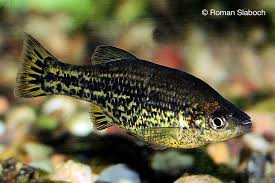 Image result for Acompsia subpunctella