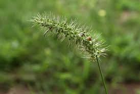 Image result for Setaria atrata