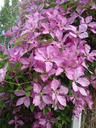 'giselle' _ 'giselle' is a compact, deciduous, perennial climber with pinnate leaves divided into ovate, pointed, dark green leaflets and, from late spring to early. Clematis Giselle Clematis Perennials Flowers