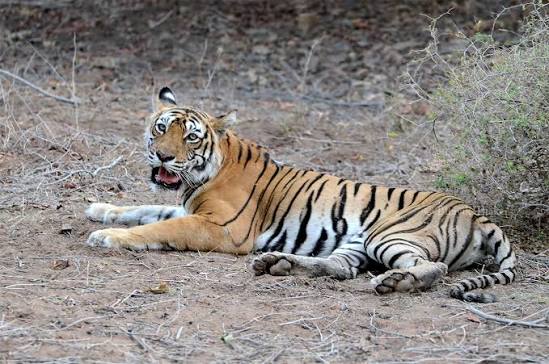 Machali (tigress) - Wikipedia