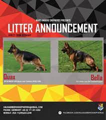 What do you look for in your potential new gsd puppy? Sold Quax And Bella Located In Virginia Akc German Shepherd Breeder Puppies For Sale Haus Amberg Shepherds