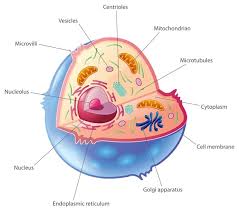Organelles Of Plant And Animal