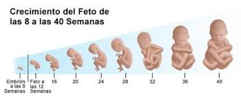 Equivalencias De Semanas Meses Y Trimestres De Embarazo Bebes De Enero 2014 Babycenter