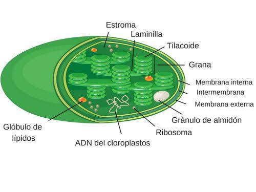 Cloroplastos