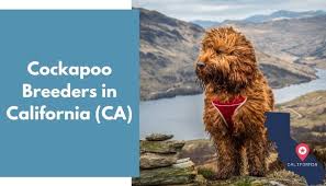 We did not find results for: 7 Cockapoo Breeders In California Ca Cockapoo Puppies For Sale Animalfate