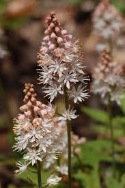 Maybe you would like to learn more about one of these? Tiarella Wikipedia