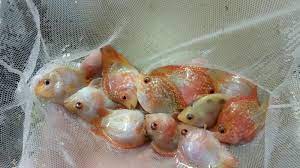 He's about 1 inch, currently in my 20 gallon with a couple mollies. Golden Red Pearl Parrot Cichlid Fry Parrot Fish Fish For Sale Betta Fish Types
