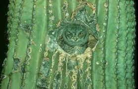See more ideas about owl, cactus, desert owl. Wildlife Interactions With Saguaros Saguaro National Park U S National Park Service