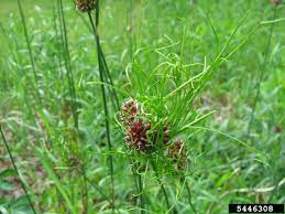 Maybe you would like to learn more about one of these? Controlling Wild Garlic Getting Rid Of Wild Garlic In Lawns And Gardens