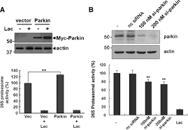 Annu rev biophys biomol struct. Parkin Directly Modulates 26s Proteasome Activity Journal Of Neuroscience