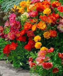 Auf dieser seite finden sie alle gartentrends für garten, balkon oder terrasse. Kalifornischer Mohn Von Bakker Auf Blumen De Kaufen