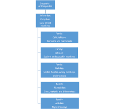 2 Primate Classification The History Of Our Tribe Hominini