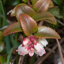 Image result for Vaccinium stanleyi