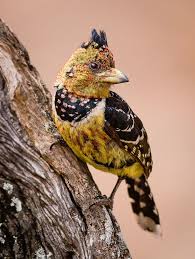 Small Wild Birds Of South Africa Crested Barbet By Hans Kruse 500px Nature Birds Pet Birds Beautiful Birds