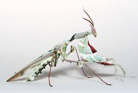 Above, a juvenile devil's flower mantis females grow to be about 13 cm (5.1 in) in length and males to about 10 cm (3.9 in). Pin On Invertebrate Goodness