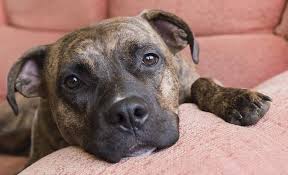 Kong cuddler dog bed : 5 Best Dog Beds For Pit Bulls 2021 Supportive Comfy Chewproof