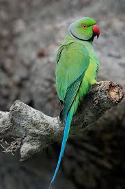 Green Bird With Red Ring Around Neck Rose Ringed Parakeet Parakeet Beautiful Birds Ring Necked Parakeet