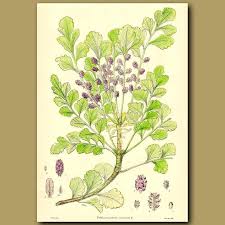Image result for Phyllocladus