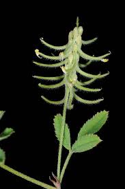 Image result for Trigonella anguina