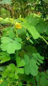 Image result for Senna hirsuta