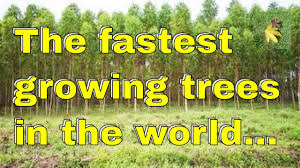 That means they can provide shade, privacy, or a windbreak to your yard more quickly than other shade trees that can take twice that long to reach maturity. The Fastest Growing Trees In The World But Youtube