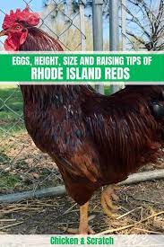 When selecting roosters, make it a point to choose the least aggressive of the group. Rhode Island Red Chicken Eggs Height Size And Raising Tips