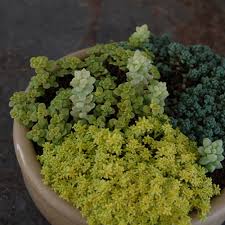 簡単 3分でわかる多肉植物の増やし方のコツ 挿し木編 多肉植物 サボテンの専門通販 Solxsol
