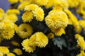 Succulents, chamomile, billy balls, dusty miller, dahlias, ranunculus, yarrow, roses. 25 Yellow Flowers For Gardens Perennials Annuals With Yellow Blossoms