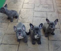 French bulldog puppies oregon washington. Quality French Bulldog Puppies Now Spokane Us En Oc2o