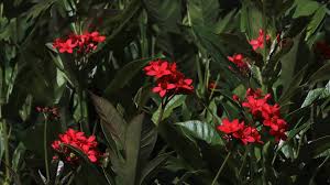 Image result for Jatropha campestris
