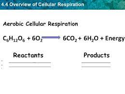 In this reaction, glucose and oxygen are reactants, while water, carbon dioxide, and energy (atp) are products. 4 4 Overview Of Cellular Respiration Key Concept Respiration Is A Series Of Chemical Reactions That Releases Energy Stored In Food To Make Atp Molecules Ppt Download