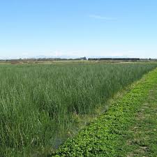 Image result for Eleocharis setifolia