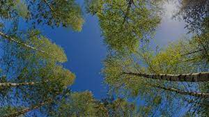 Armstrong Tree Services
