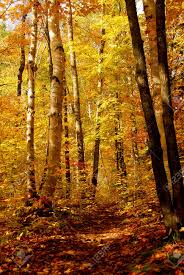 Maybe you would like to learn more about one of these? Fall Forest Background With Hiking Trail Stock Photo Picture And Royalty Free Image Image 552623