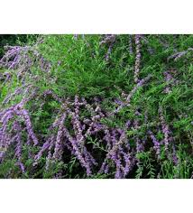 Image result for Komule střídavolisté