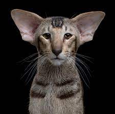 Oriental Shorthair Beautiful Cats Cat Breeds Cats