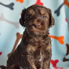 See more ideas about sink taps, sink, kitchen sink. Downunder Labradoodles Usa And Australian Labradoodles Usa