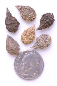 Image result for Sicyos